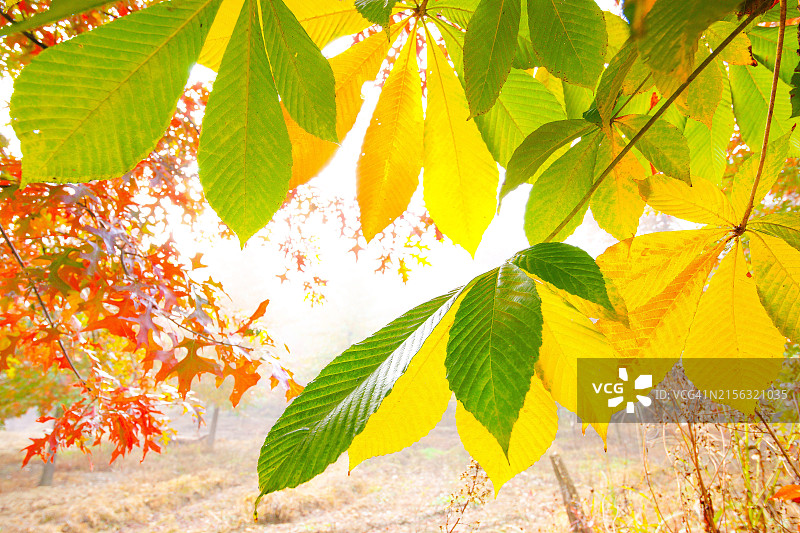 忠清北道槐山郡的秋叶图片素材