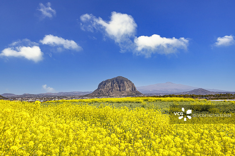 济州岛山房山，流动花卉图片素材
