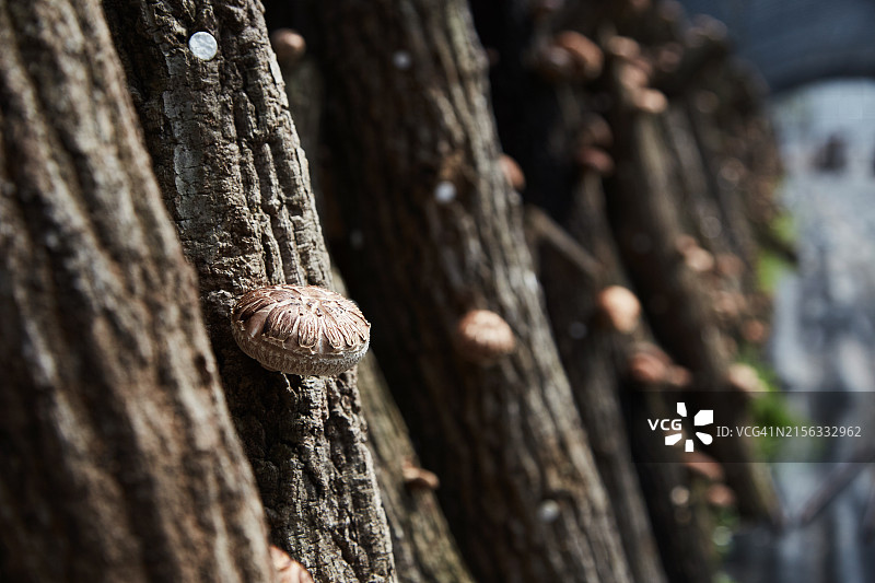 全罗南道珍岛郡的香菇图片素材