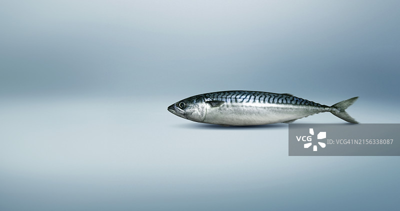 新鲜鲭鱼海产图片素材