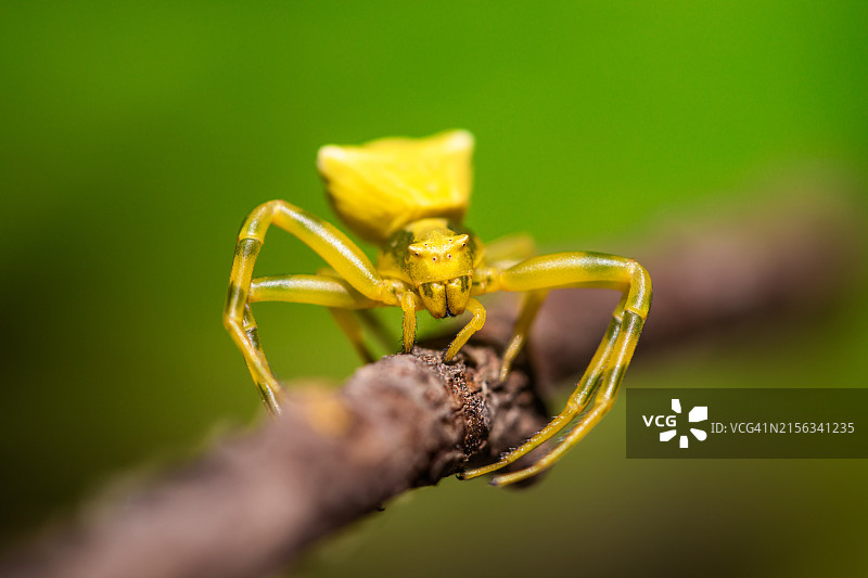 黄色蟹蛛特写，Thomisus onustus图片素材