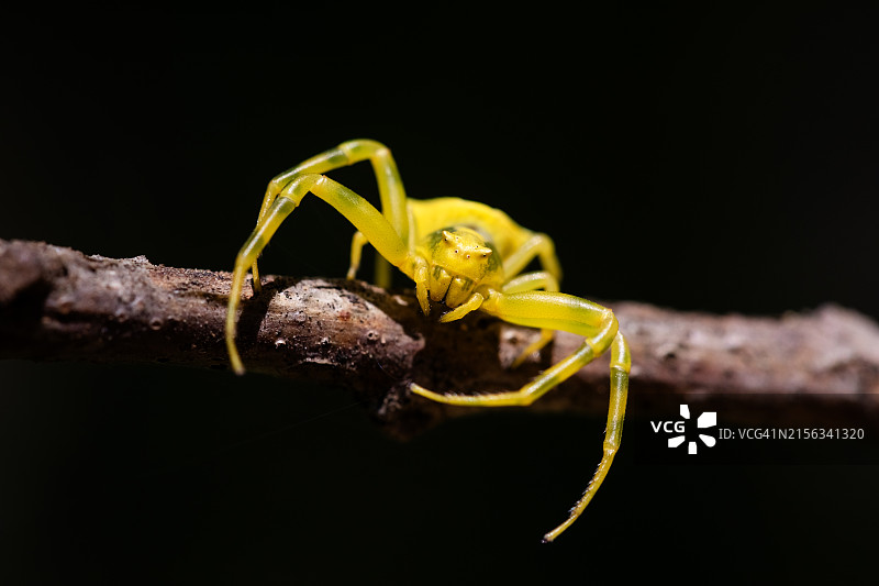 黄色蟹蛛特写，Thomisus onustus图片素材