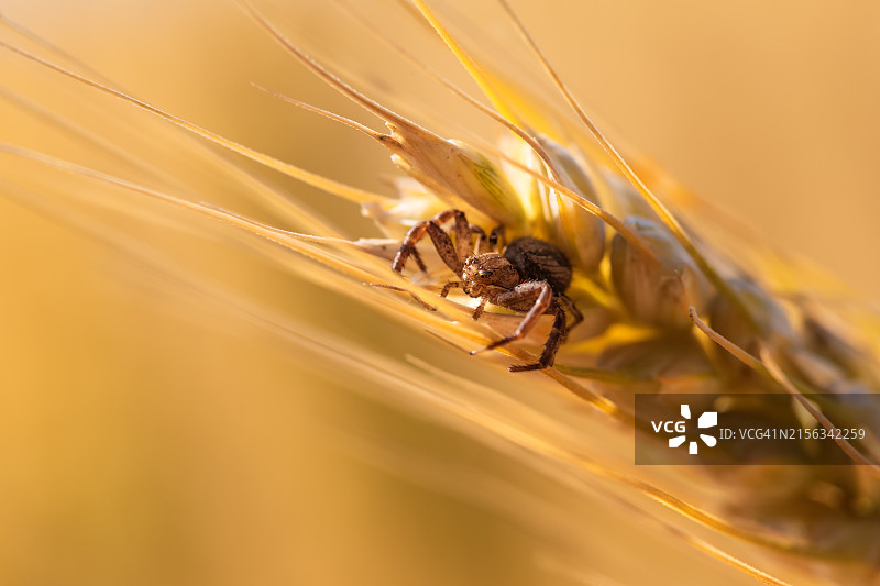 清晨小麦上的蟹蛛特写图片素材