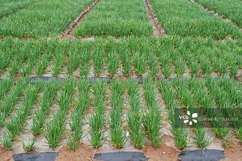 全罗南道务安郡洋葱图片素材