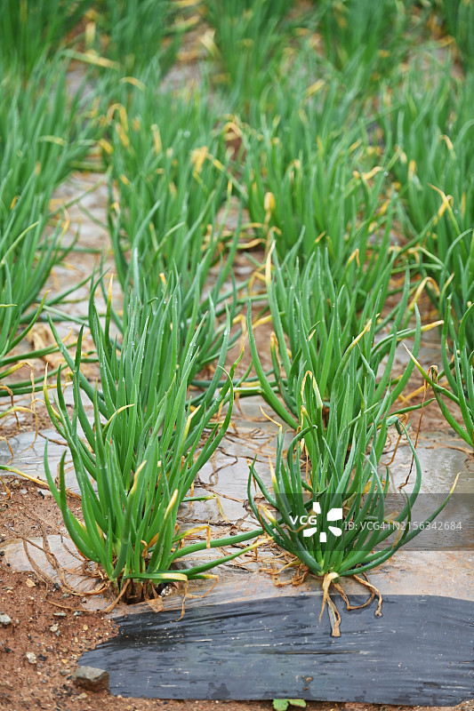 全罗南道务安郡洋葱图片素材