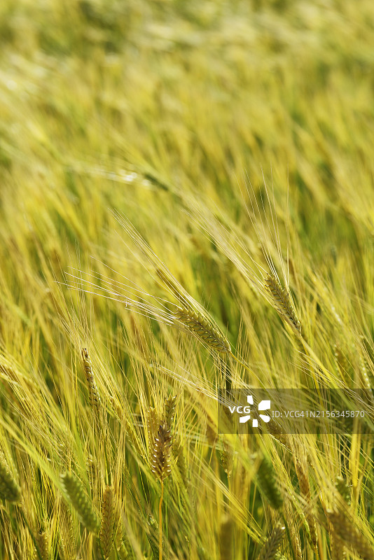全罗南道罗州市大麦图片素材