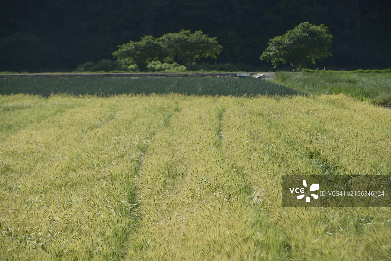 全罗南道罗州市大麦图片素材