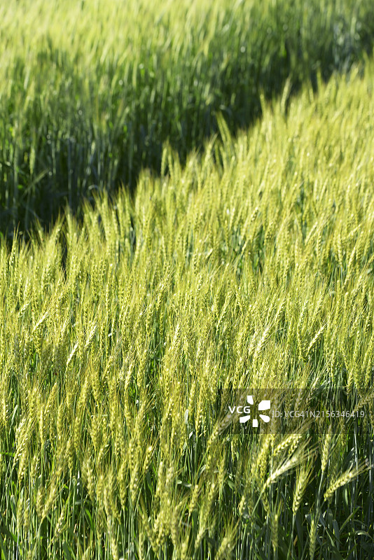 全罗南道罗州市小麦图片素材