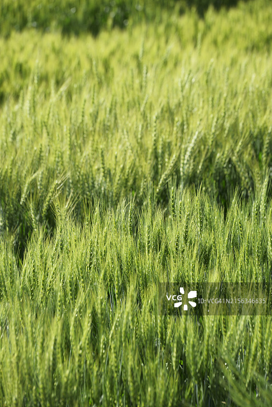 全罗南道罗州市小麦图片素材