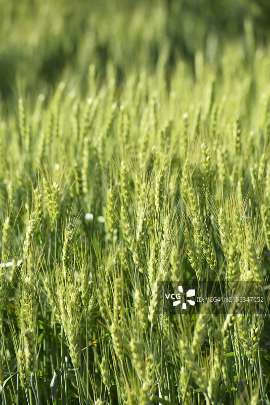 全罗南道罗州市小麦图片素材