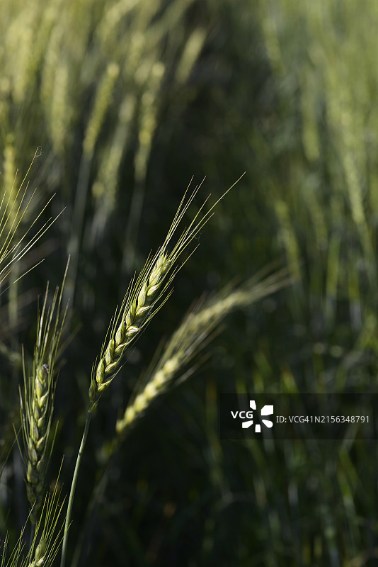 全罗南道罗州市大麦图片素材