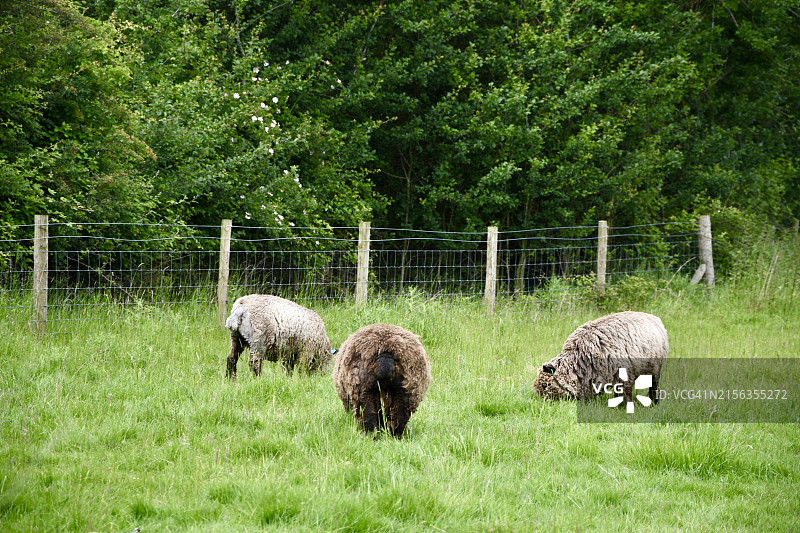 绵羊牧场图片素材