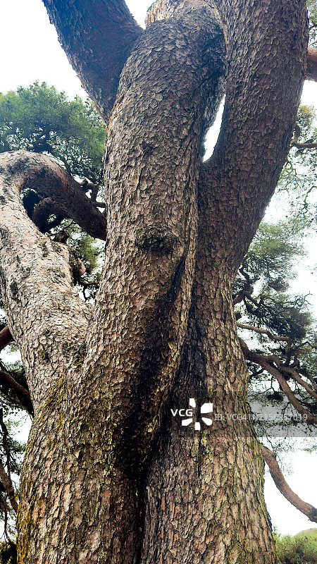 韩国江原道原州市的松树图片素材