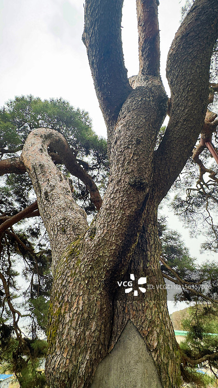 韩国江原道原州市的松树图片素材