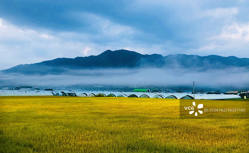 京畿道抱川市乡村秋收稻田图片素材