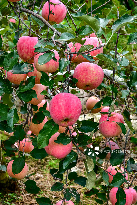 果园、苹果园、苹果树、苹果图片素材