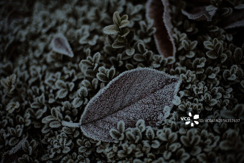 苏格兰格拉斯哥的冰冻冬季图片素材