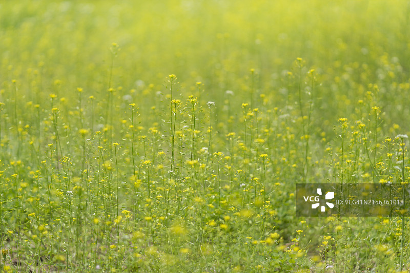 荠菜花束和野花图片素材