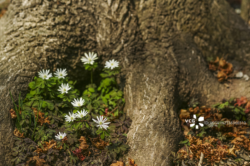 天摩山雉风花图片素材