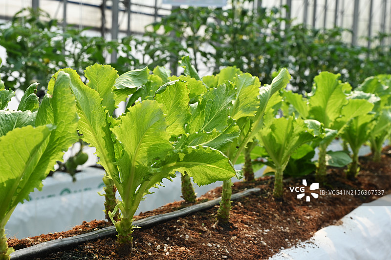 全罗南道潭阳郡智能农场图片素材