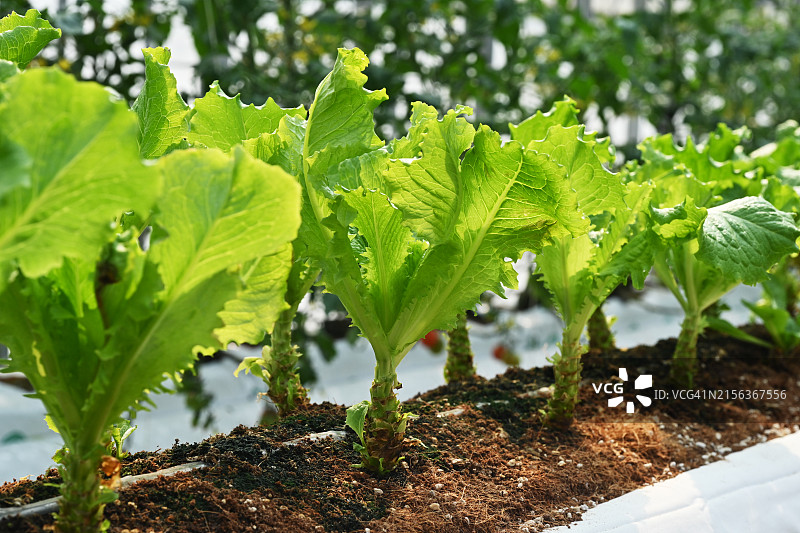 全罗南道潭阳郡智能农场图片素材