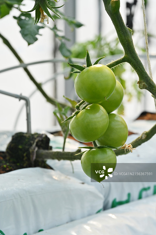 全罗南道潭阳郡智能农场图片素材