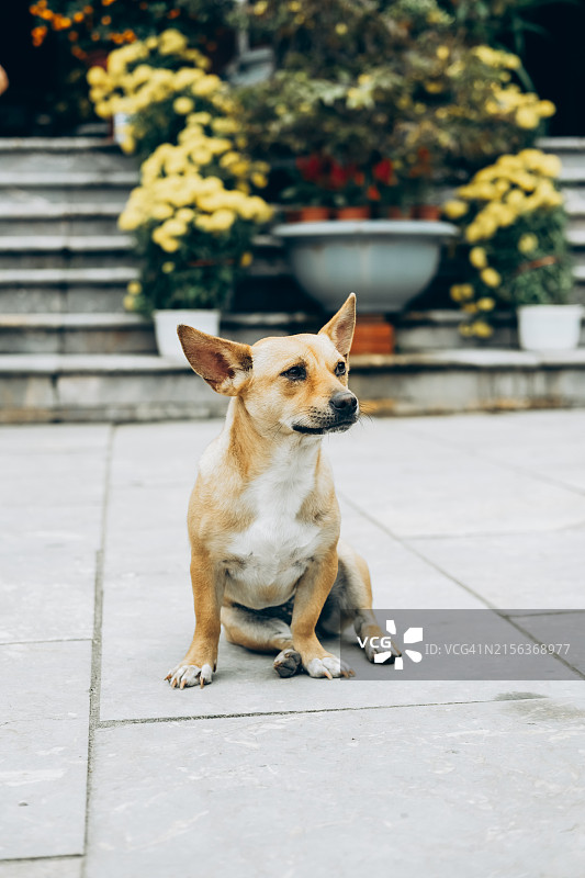 小狗坐在户外的石板路上，背景是盆栽和台阶图片素材