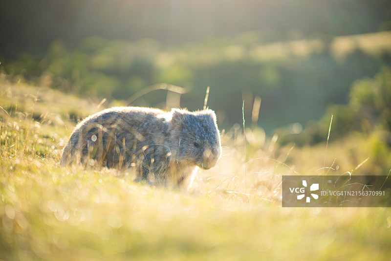澳大利亚玛丽亚岛的普通袋熊图片素材