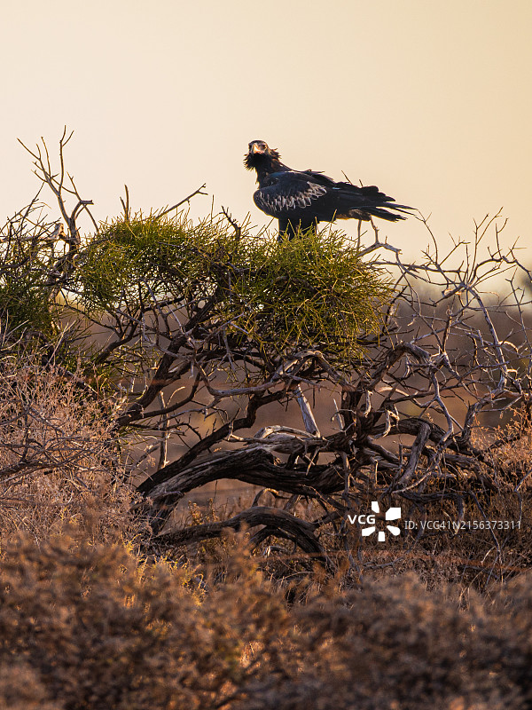 澳大利亚最大的猛禽：楔尾鹰图片素材