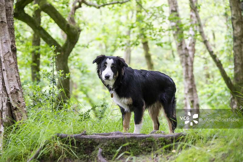 夏季林地小路上的边境牧羊犬图片素材