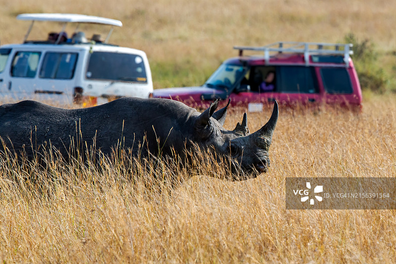 马赛马拉的黑犀牛和游猎车图片素材