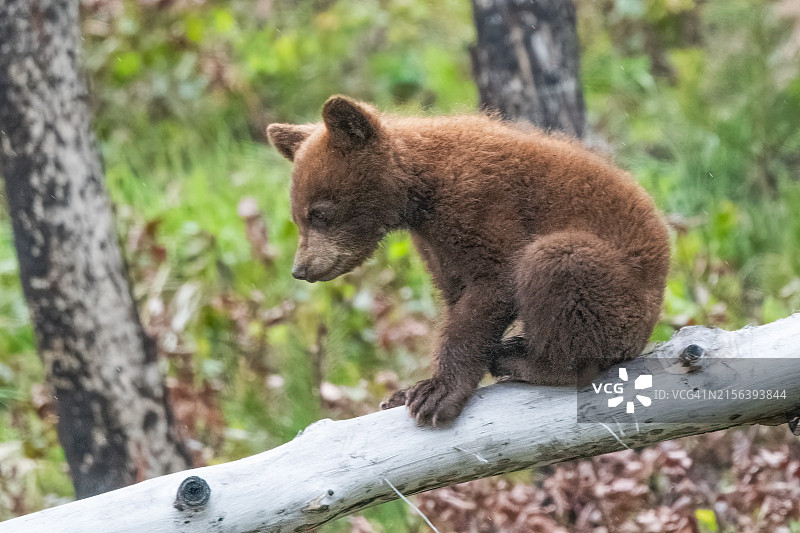 加拿大艾伯塔省：坐在枯木上的小黑熊图片素材