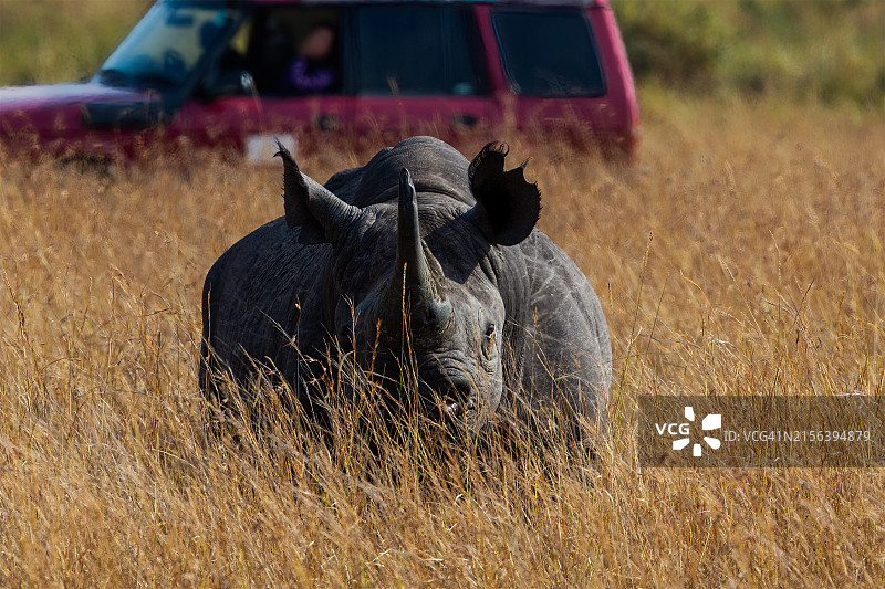 马赛马拉的黑犀牛和游猎车图片素材