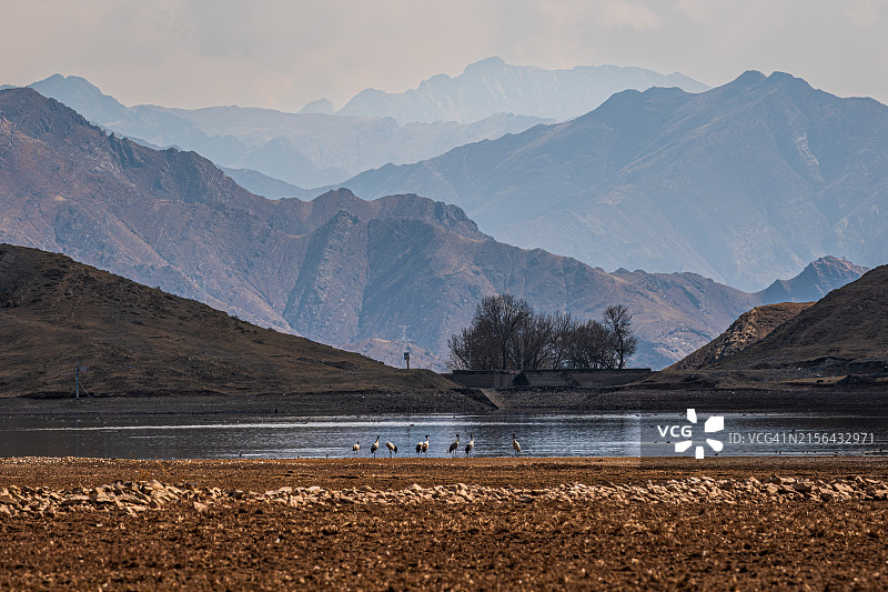在藏族聚居区越冬的黑颈鹤图片素材
