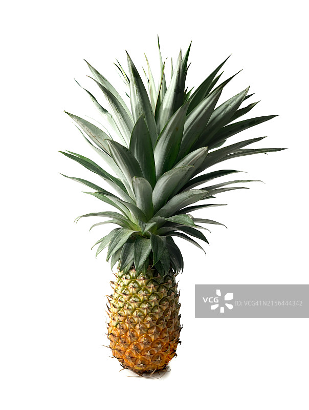 在白色背景上孤立的菠萝图片素材