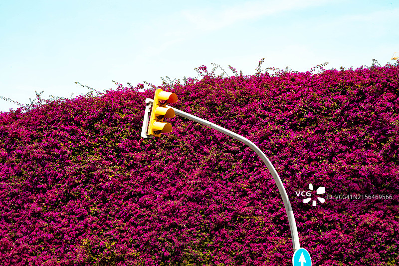 巴塞罗那市的红绿灯与大型九重葛灌木丛图片素材