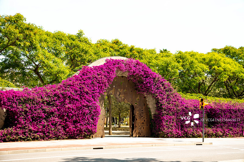 巴塞罗那市的公共公园与三角梅图片素材