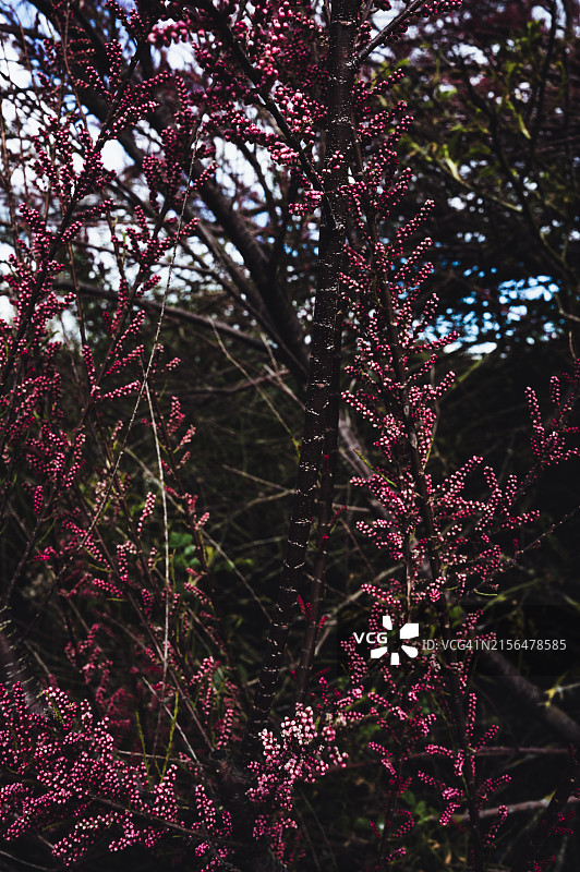 盛开的柽柳图片素材