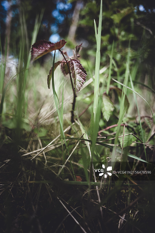 在野生植被中生长的年轻荆棘植物图片素材