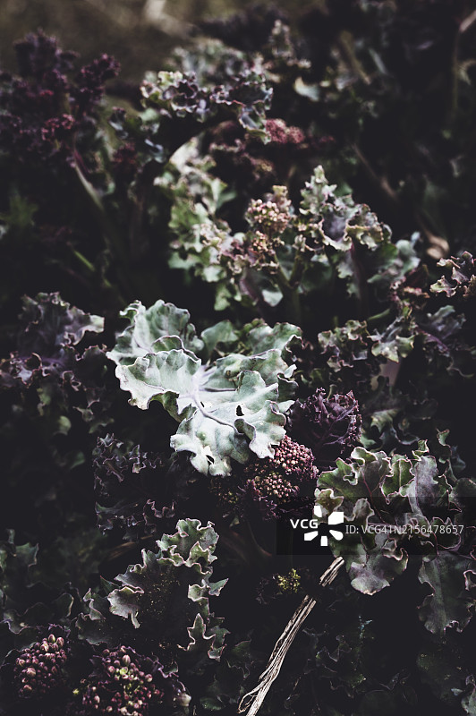 海白菜特写照片，沿海植被图片素材