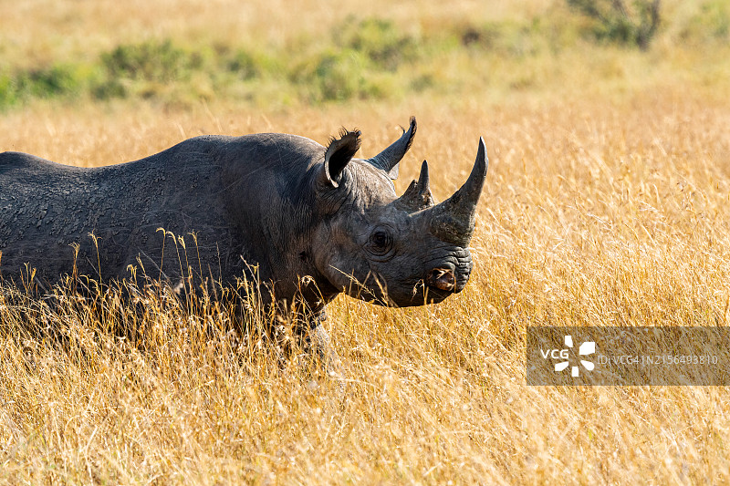 马赛马拉荒野中的黑犀牛图片素材