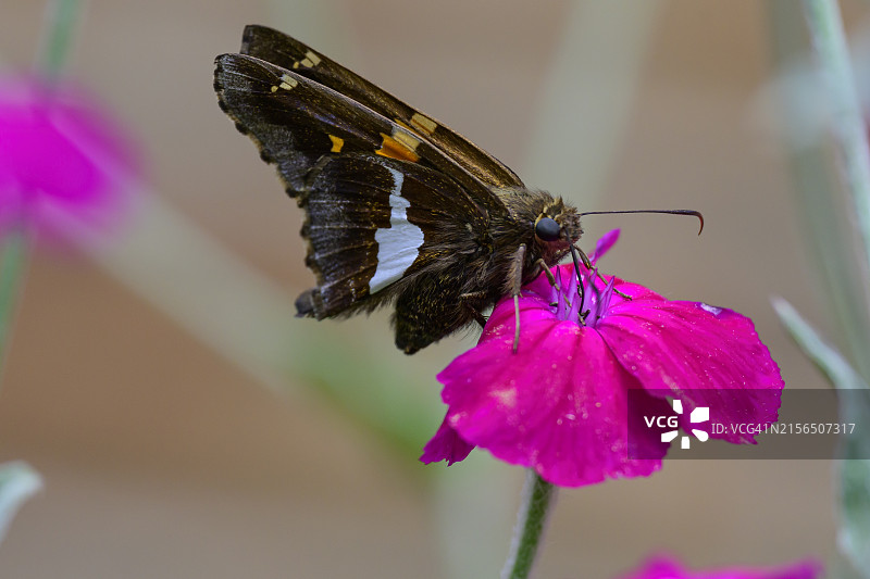 银斑弄蝶图片素材