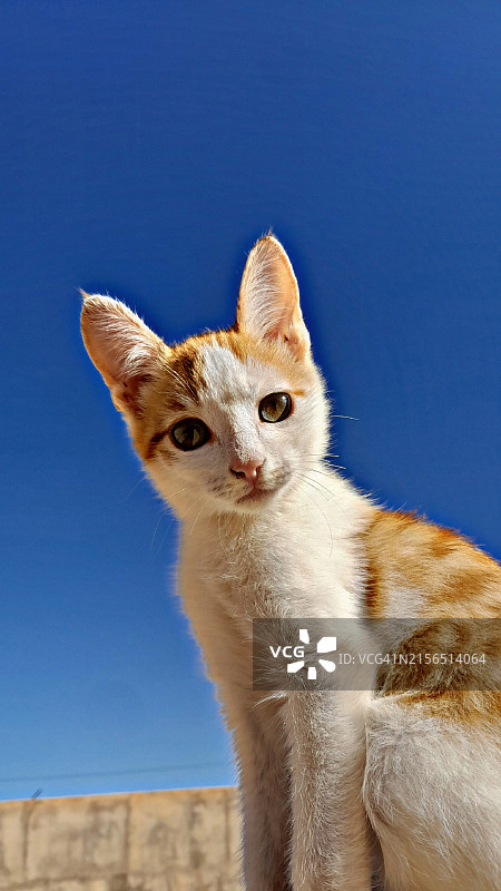 蓝色背景下的猫咪肖像图片素材