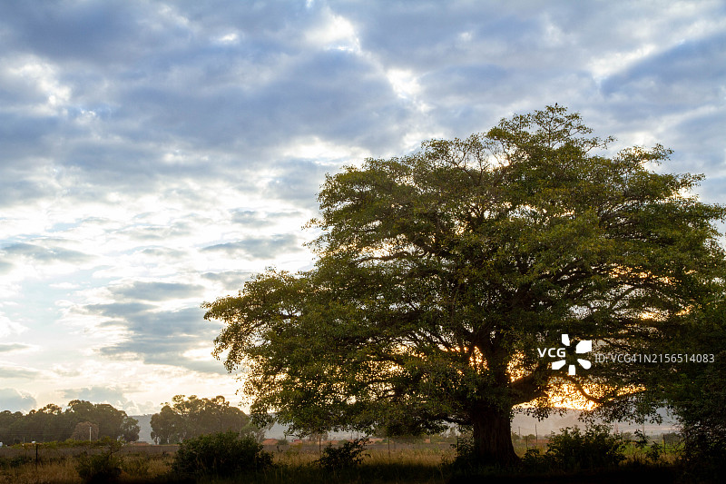 天空下的树木图片素材