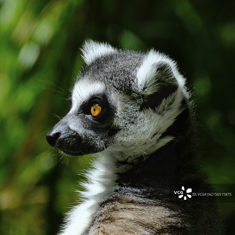 戒指特写，美国华盛顿州西雅图图片素材