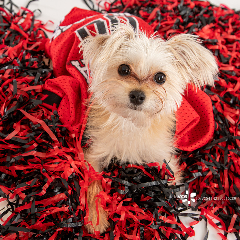 纯种马尔济斯犬的特写，萨凡纳，佐治亚州图片素材