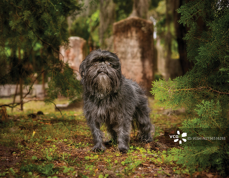 站在田野上的纯种犬画像，佐治亚州萨凡纳图片素材