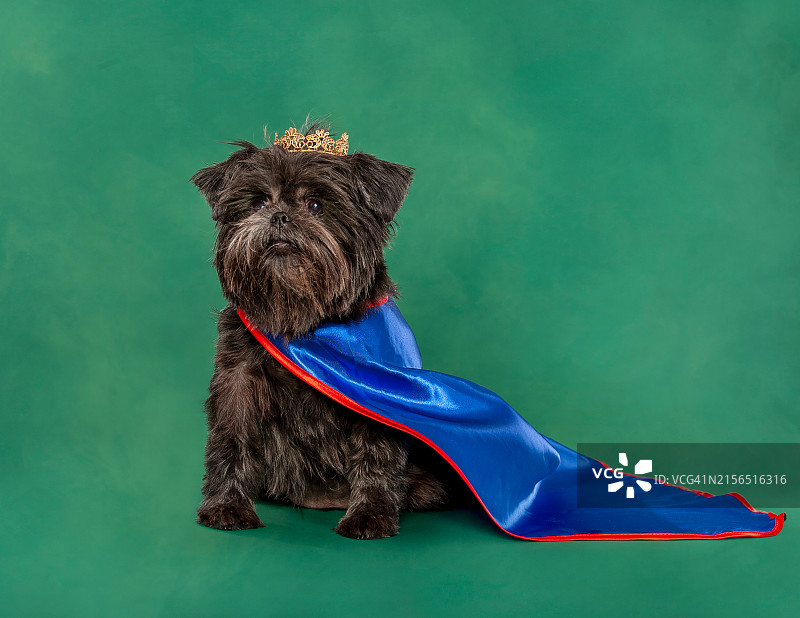 佐治亚州萨凡纳身穿服装的纯种狗在绿色背景下的特写图片素材