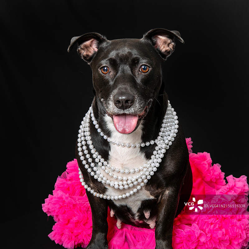 戴着花的比特犬特写，美国佐治亚州萨凡纳，黑色背景图片素材