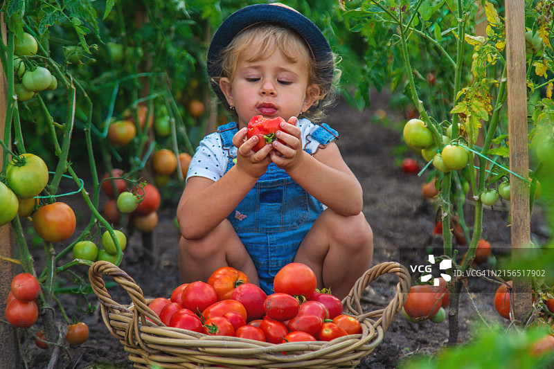 男孩摘西红柿图片素材